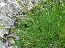 Image de Gypsophila tenuifolia M. Bieb.