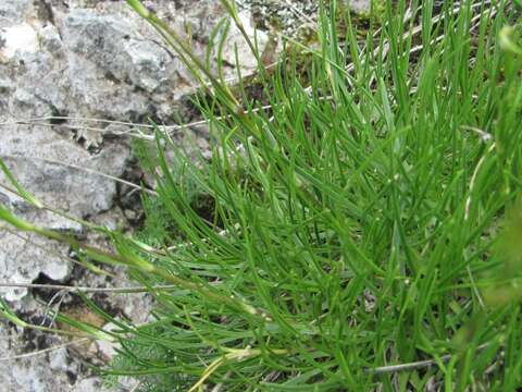 Image de Gypsophila tenuifolia M. Bieb.