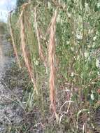 Image of Siberian Wild Rye