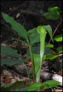 Слика од Arisaema triphyllum (L.) Schott