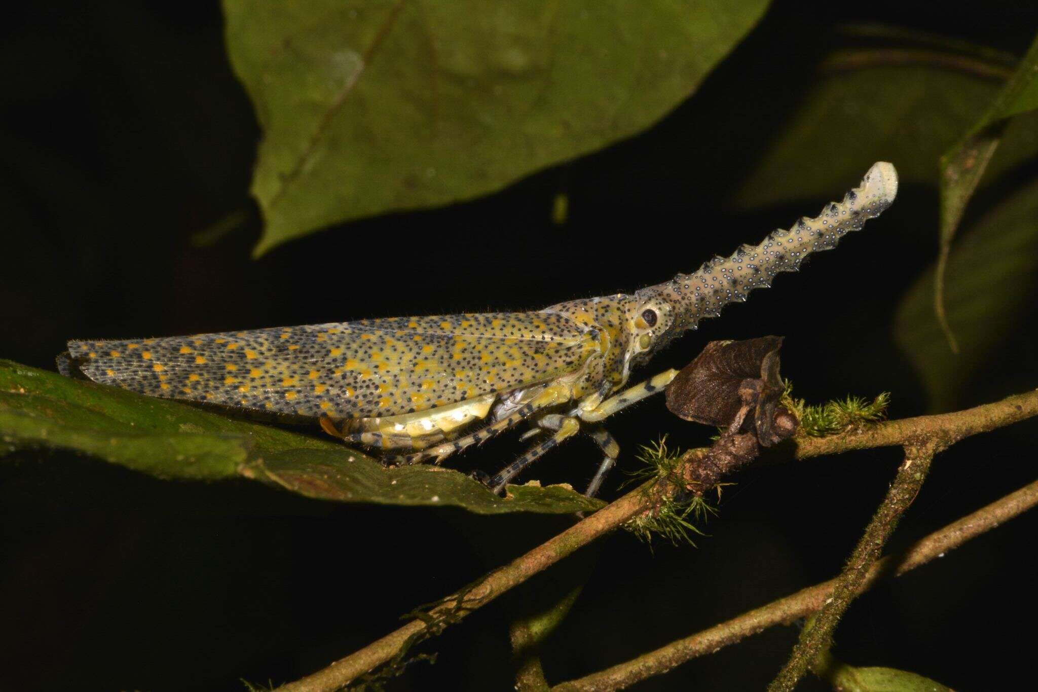 Image of Zanna terminalis Gerstaecker 1895