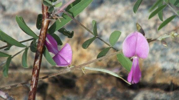 Image of Tephrosia longipes subsp. longipes