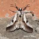 Image of Euscirrhopterus discifera Hampson 1901