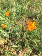 Image of San Benito poppy