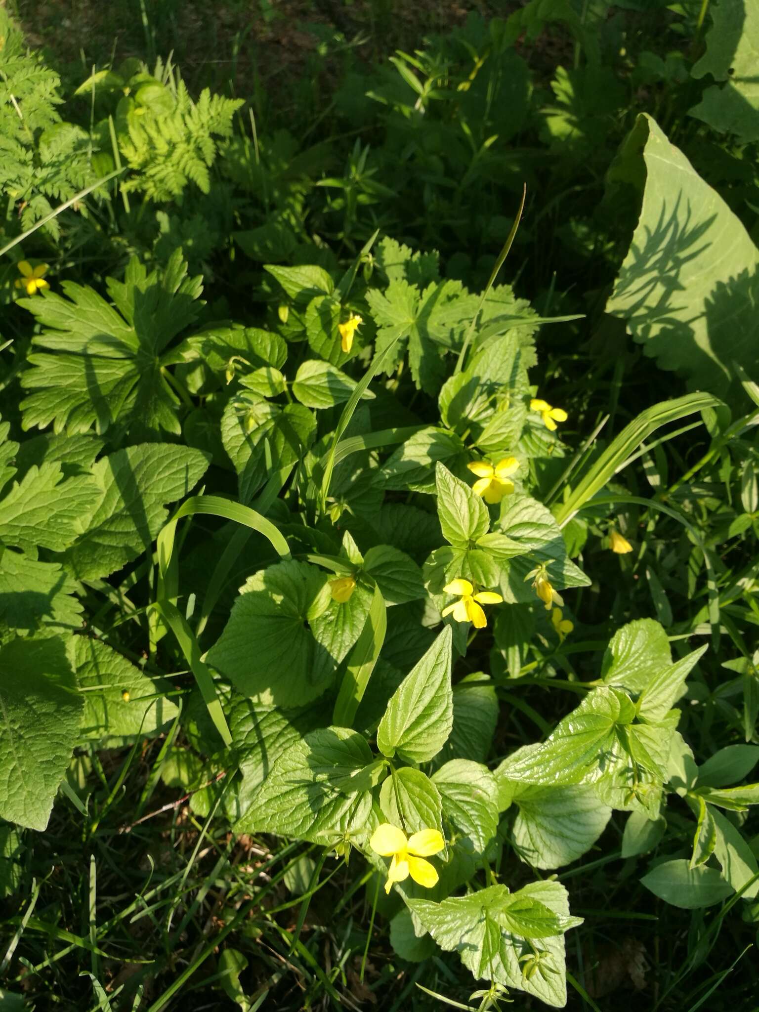 Image de Viola acutifolia (Kar. & Kir.) W. Beck.