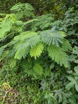 Image of Albizia julibrissin var. julibrissin