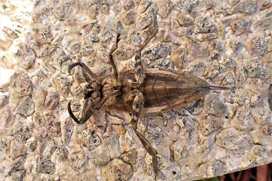 Image of Lethocerus annulipes (Herrich-Schaeffer 1845)