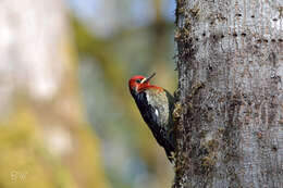 Слика од Sphyrapicus ruber ruber (Gmelin & JF 1788)