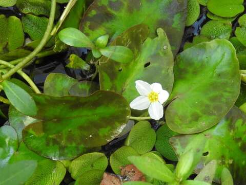 Image of Nymphoides hydrophylla (Loureiro) Kuntze