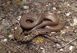 Image of Dotted Dwarf Snake