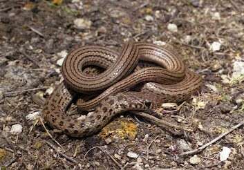 Image of Dotted Dwarf Snake