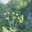 Image of Euphorbia variabilis Ces.