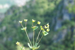 Image of Euphorbia variabilis Ces.