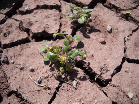 Image of virgin phacelia