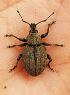 Image of lovage weevil