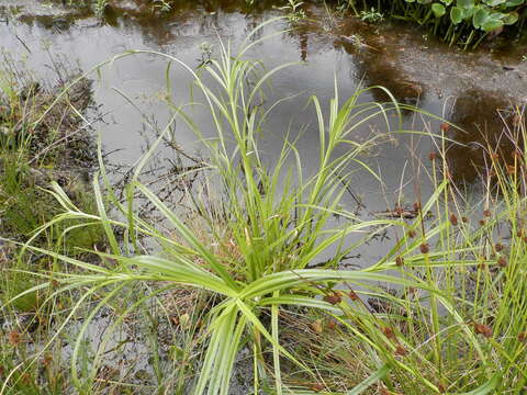 Image of Scirpus radicans Schkuhr