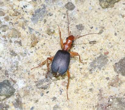 Image of Brachinus (Neobrachinus) costipennis Motschulsky 1859