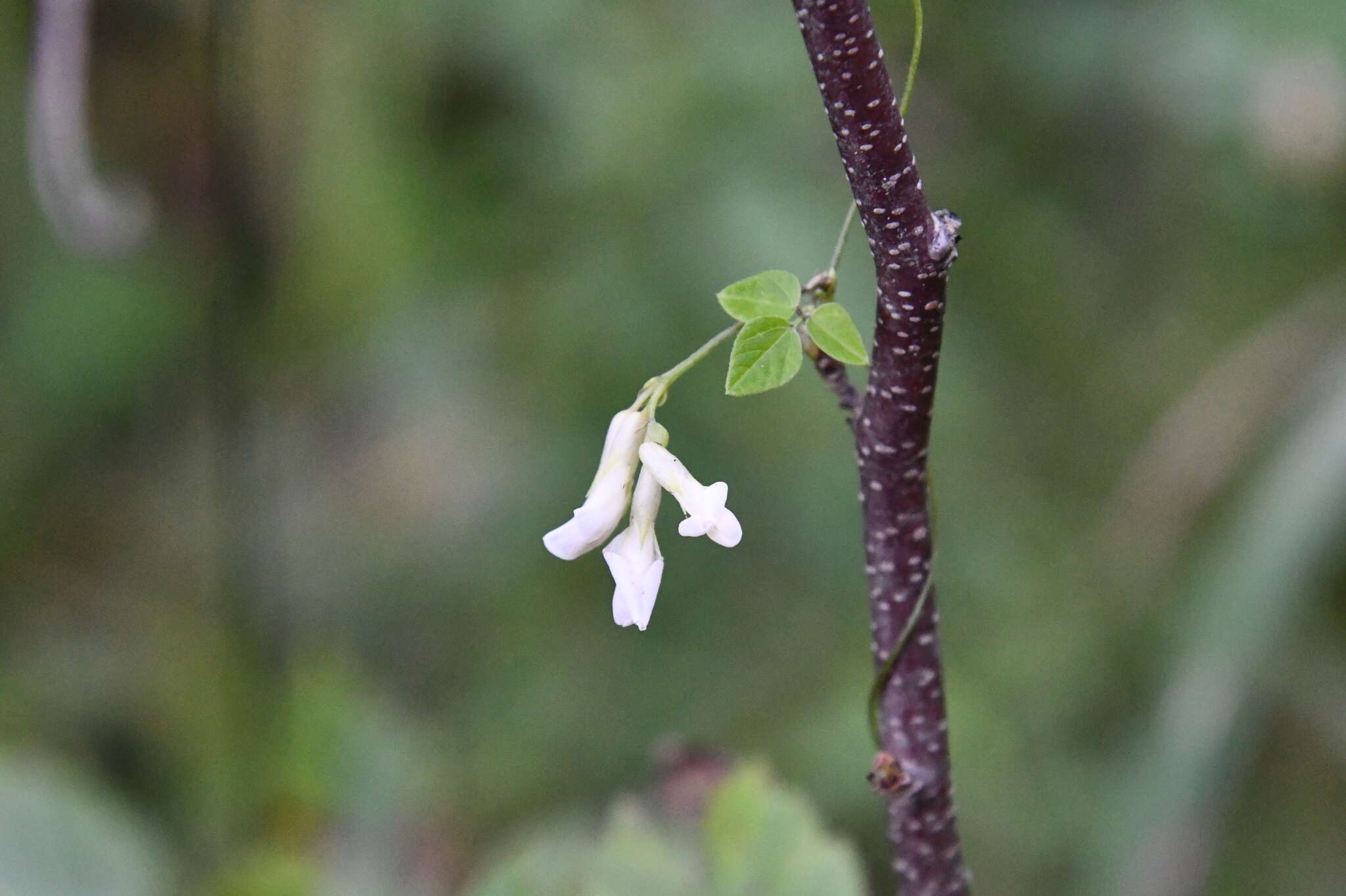 Image of Amphicarpaea bracteata subsp. edgeworthii (Benth.) H. Ohashi