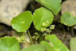 Слика од Hydrocotyle verticillata Thunb.