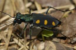 Image of Cicindela (Calochroa) safraneki (Werner & Wiesner 2008)