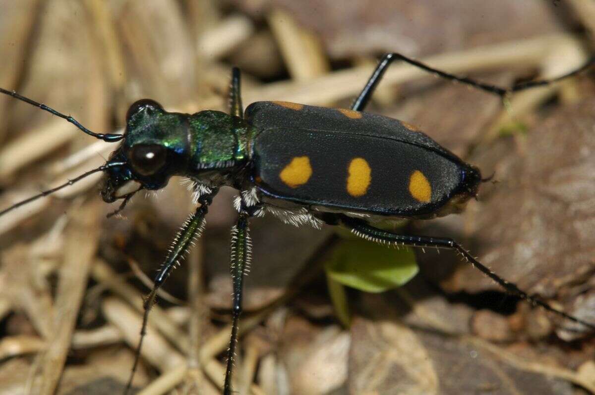 Image of Cicindela (Calochroa) safraneki (Werner & Wiesner 2008)