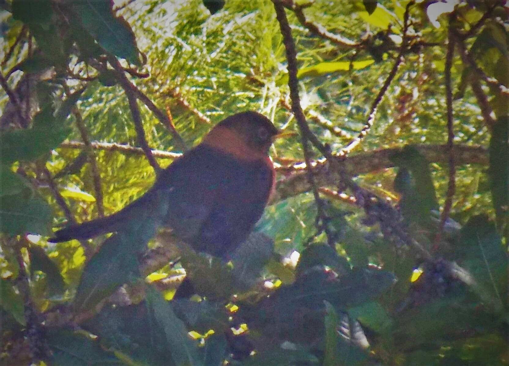 Image of Rufous-collared Robin