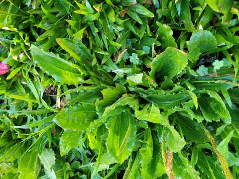 Image of Mexican plantain