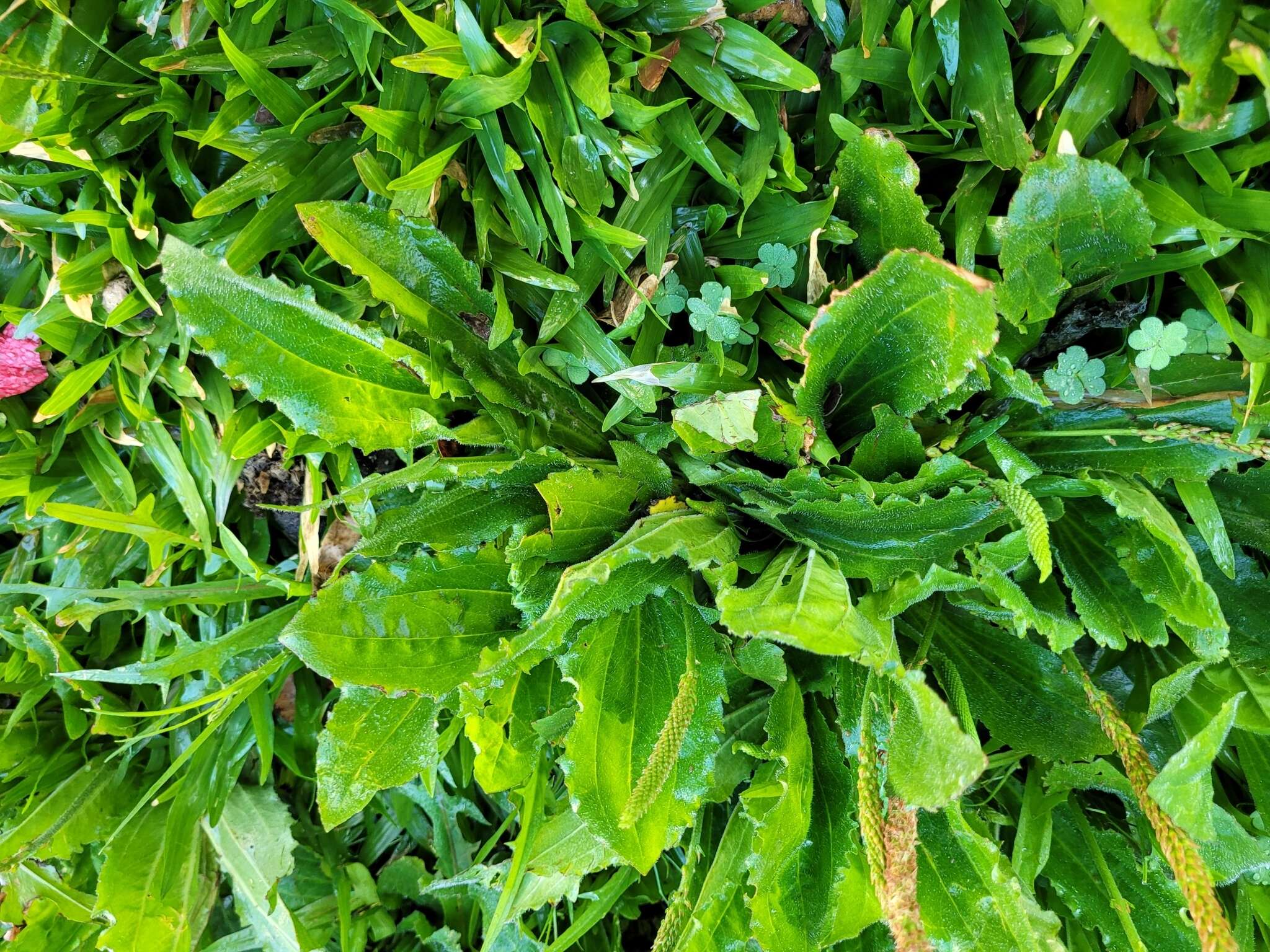 Image of Mexican plantain