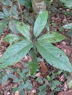 Imagem de Clerodendrum deflexum Wall.