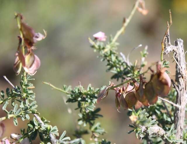 Image of Wiborgia tenuifolia E. Mey.