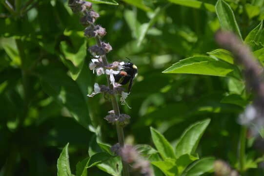 Image de Bombus medius Cresson 1864