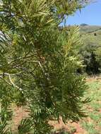 Image of African weeping-wattle