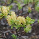 Image of Salix reinii Franch. & Savat.