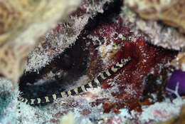 Image of Banded Pipefish