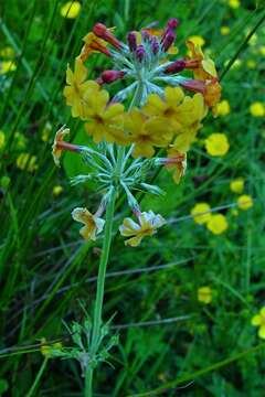 Image of Primula bulleyana Forrest