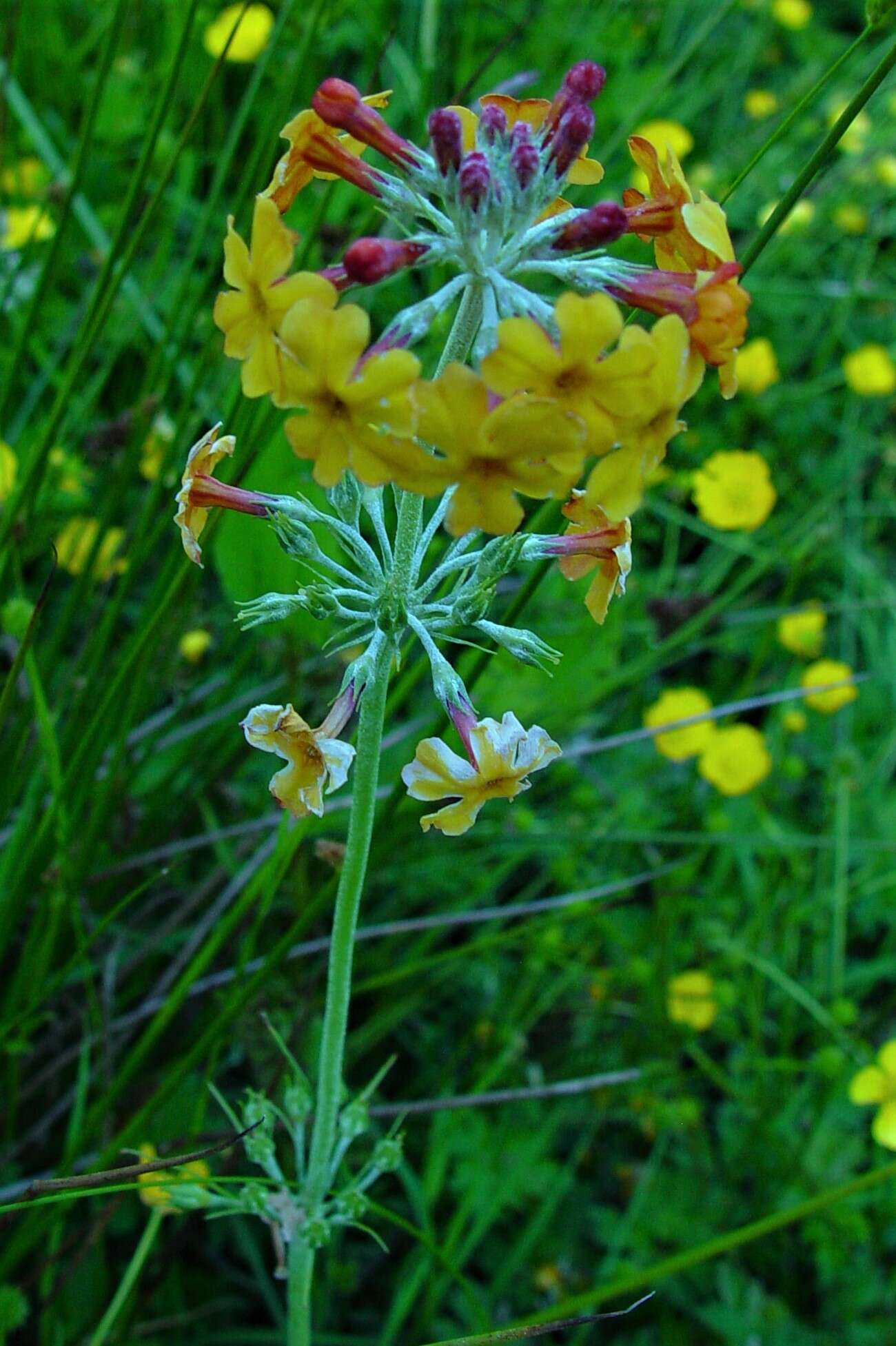 Imagem de Primula bulleyana Forrest