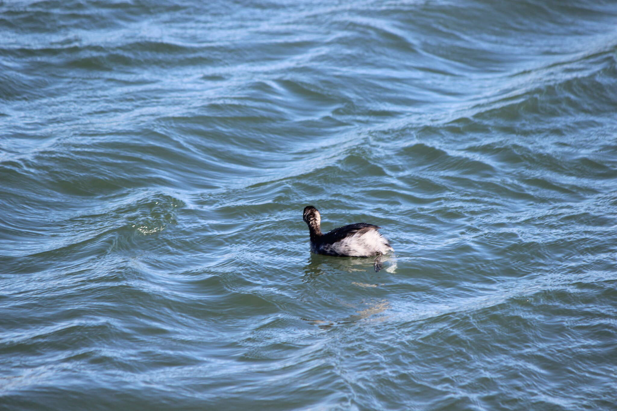 Imagem de Podiceps nigricollis californicus Heermann 1854