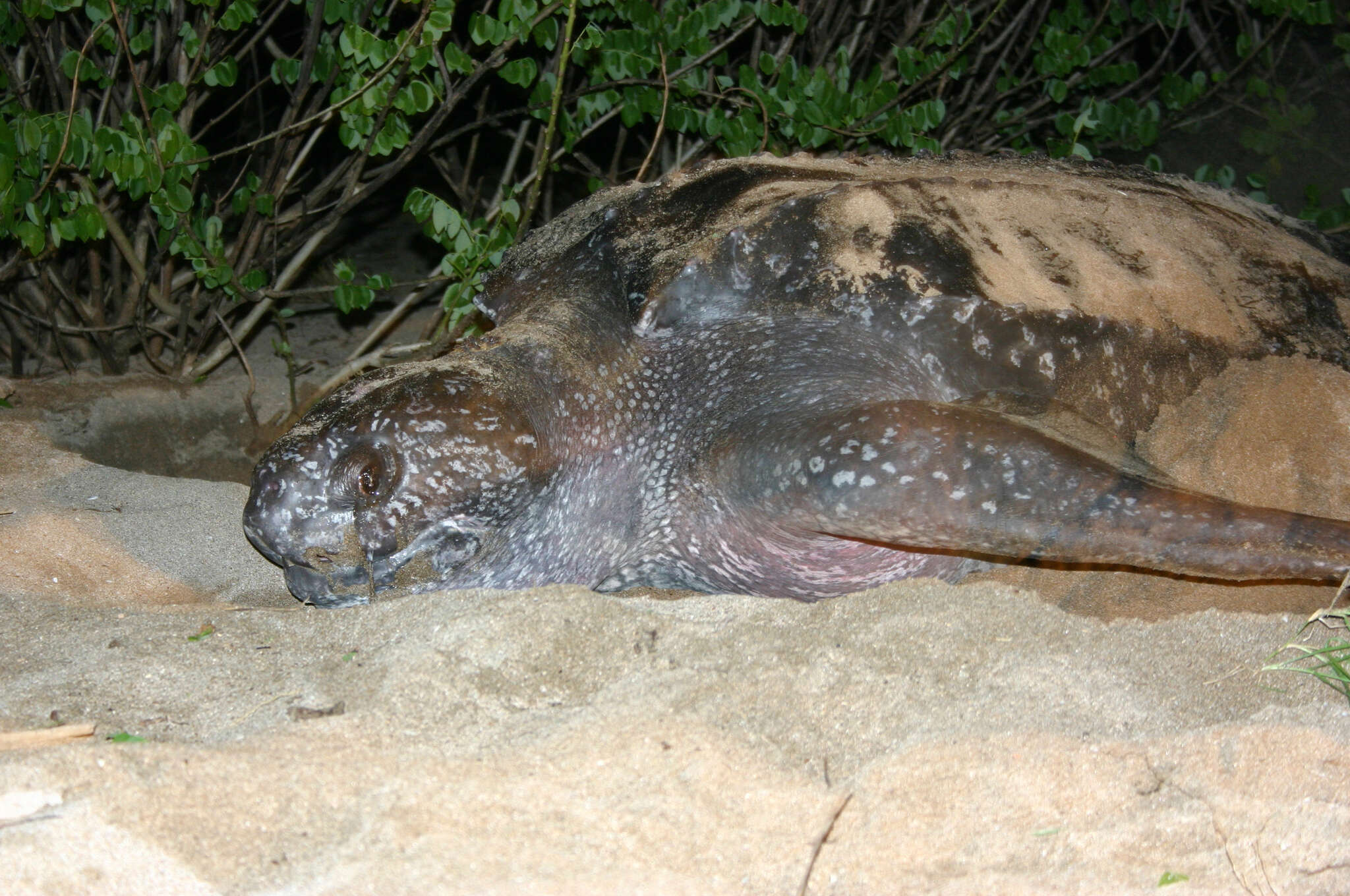 Image of Leatherback sea turtle