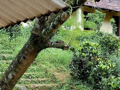 Image of Jungle Palm Squirrel