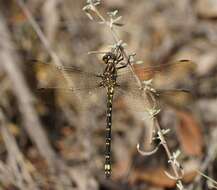 Image of Eusynthemis virgula (Selys 1874)