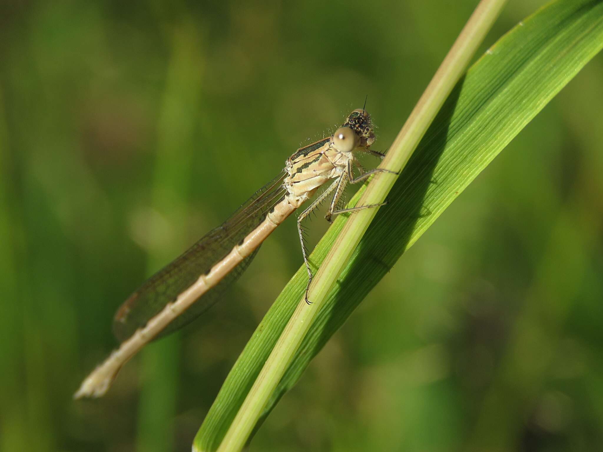 Image of Siberian Winter Damsel