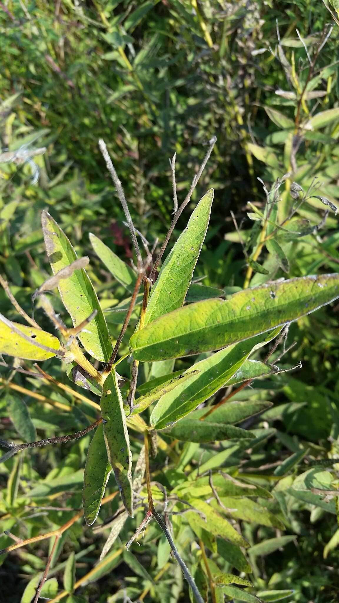 Image of sessileleaf ticktrefoil