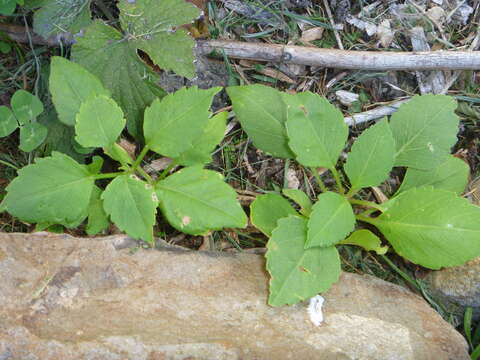 Imagem de Dahlia pinnata Cav.