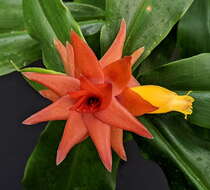 Image of Costus comosus var. bakeri (K. Schum.) Maas