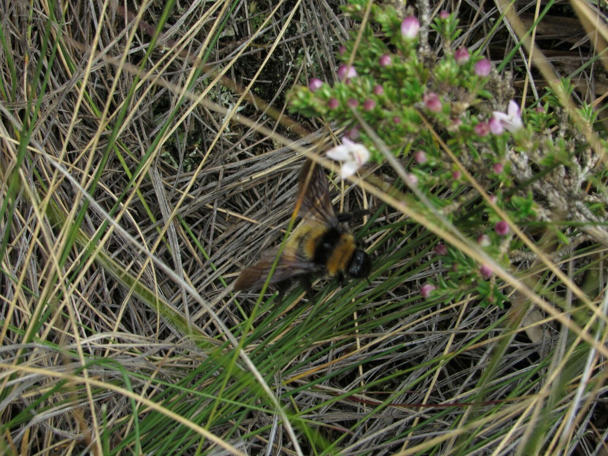 صورة Bombus robustus Smith 1854