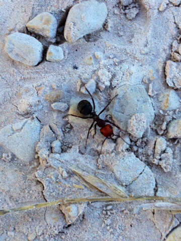 Image of Thatching ant