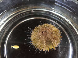 Image of green sea urchin