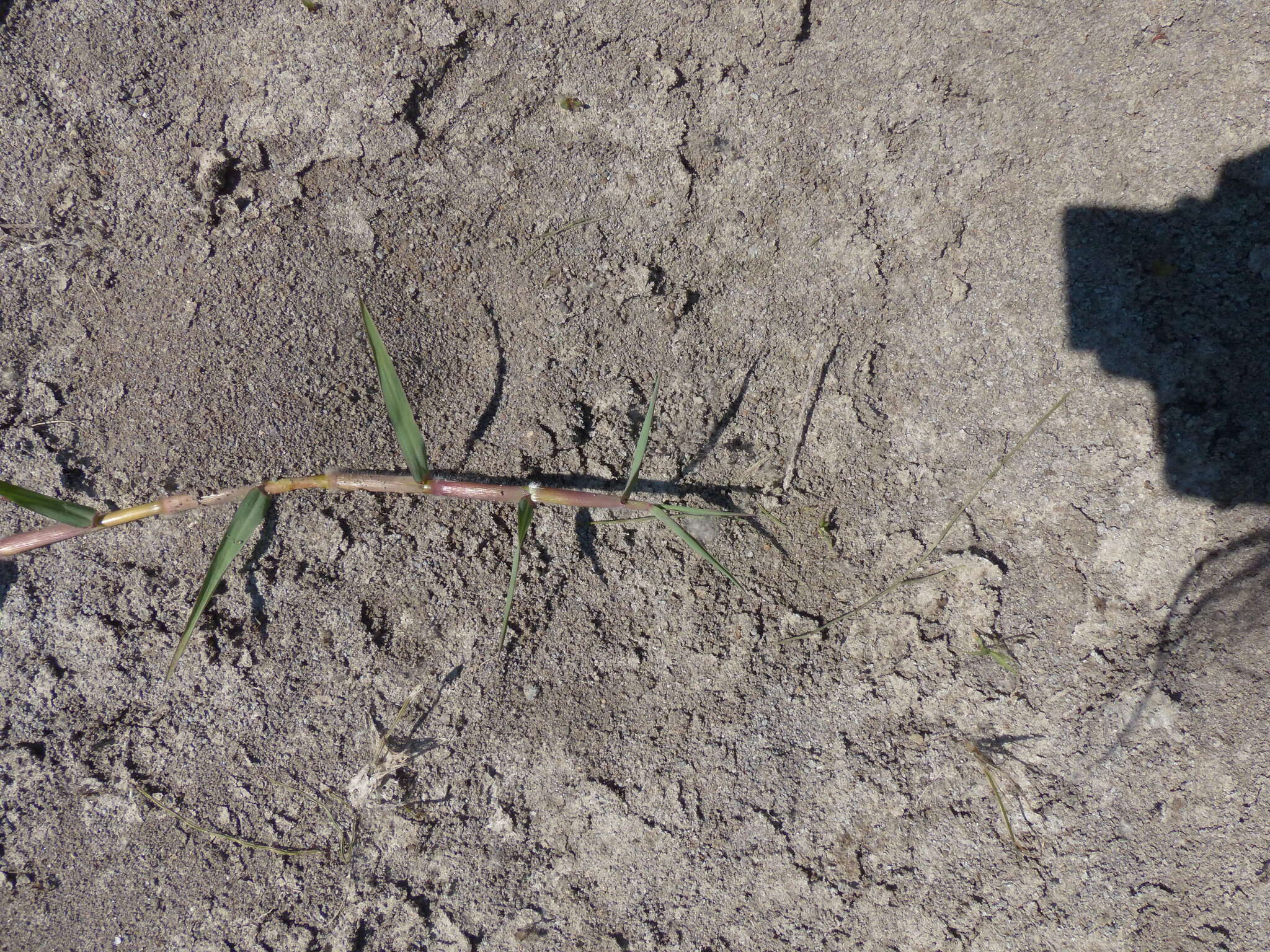 Image de Paspalum distichum L.