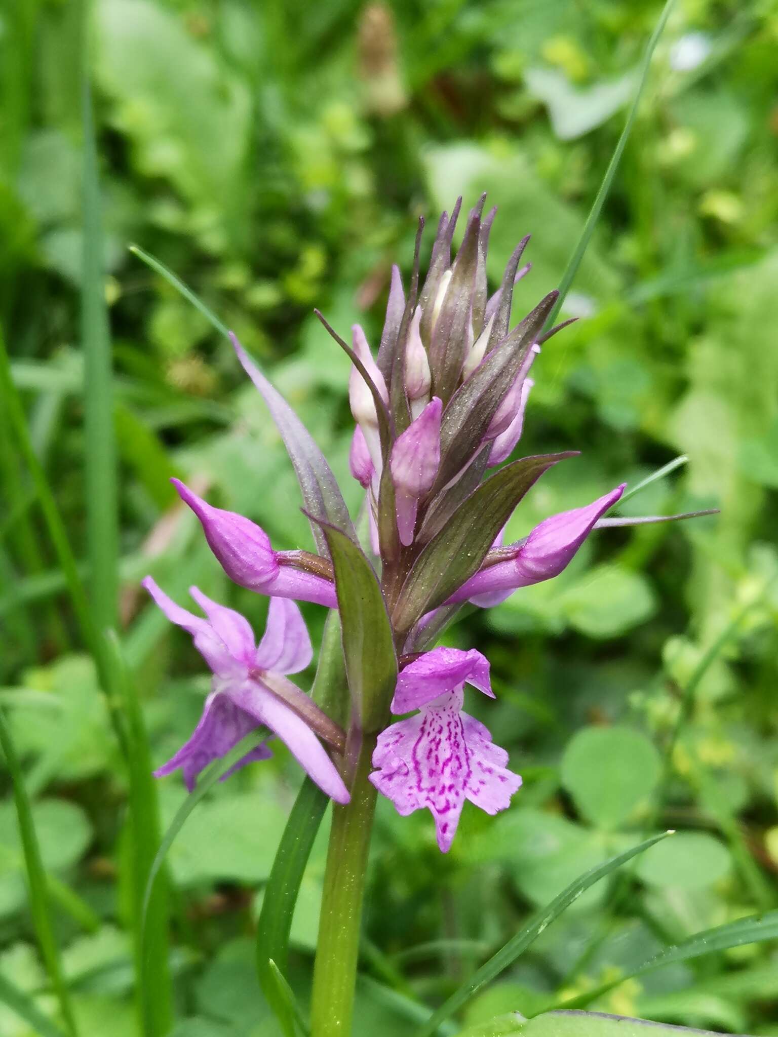 Image of Dactylorhiza umbrosa (Kar. & Kir.) Nevski