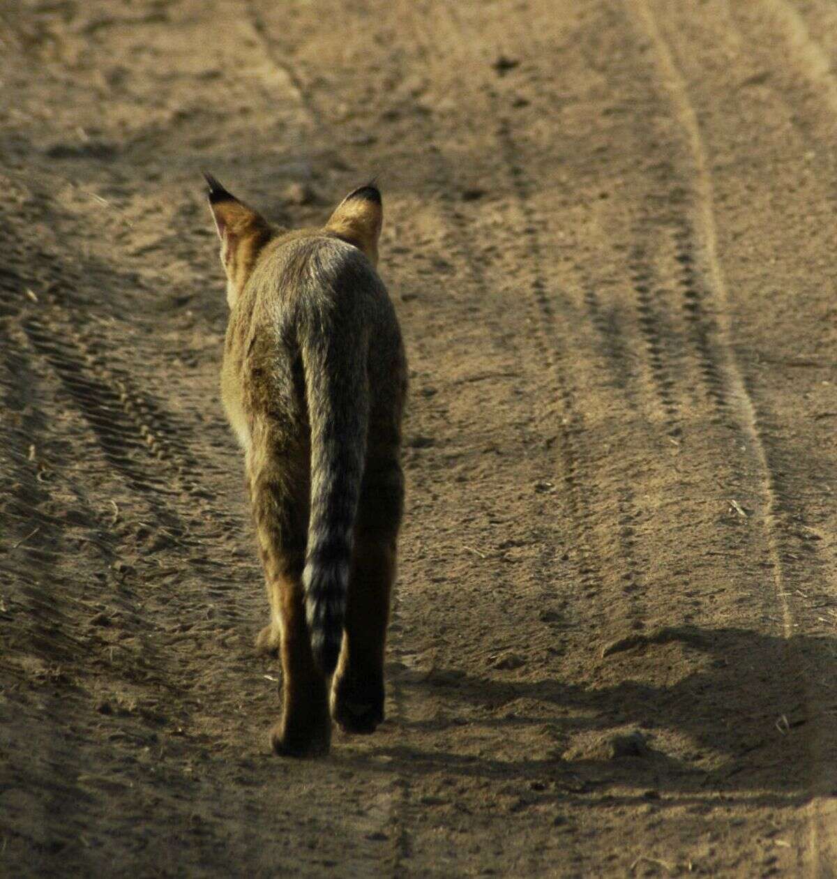 Image de Felis chaus affinis Gray 1830